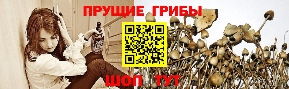 Галлюциногенные грибы GOLDEN TEACHER  Вход с VPN  Печора 